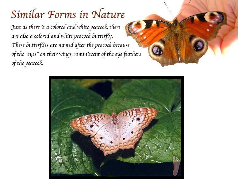 2d_similar_forms_in_nature.jpg